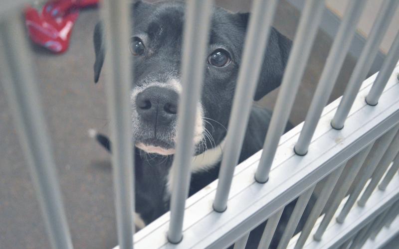 (FILE PHOTO | THE GRAHAM LEADER) A dog at the Humane Society of Young County in 2020. The organization is one of over 500 involved with the Clear the Shelters Fund to raise funding online.