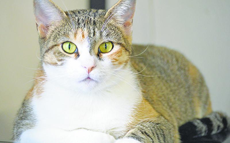 Callie is a calico who roams the Humane Society of Young County and serves as the office cat for the organization. 