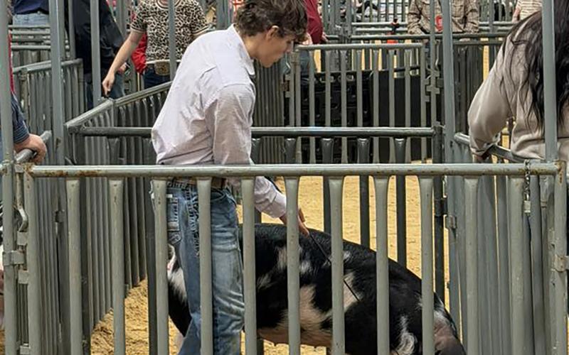 (GRAHAM FFA | CONTRIBUTED PHOTO) Drake Elliot, of Graham FFA, placed sixth in his Duroc class during Stars Gilts Show at the San Angelo Stock Show & Rodeo. Elliot was one of many Young County competitors with entries in the show that placed.