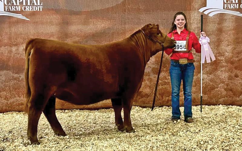 (GRAHAM FFA | CONTRIBUTED PHOTO) Hadley Trammell of Graham FFA picked up first place and a reserve champion award for her Heifer Red Angus class in the San Angelo Stock Show & Rodeo.