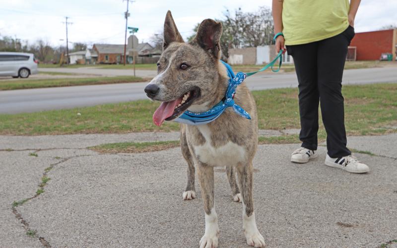 (THOMAS WALLNER | THE GRAHAM LEADER) One of the dogs available at the Humane Society of Young County's adoption and awareness event Friday, March 28 in partnership with Quality Carpets.