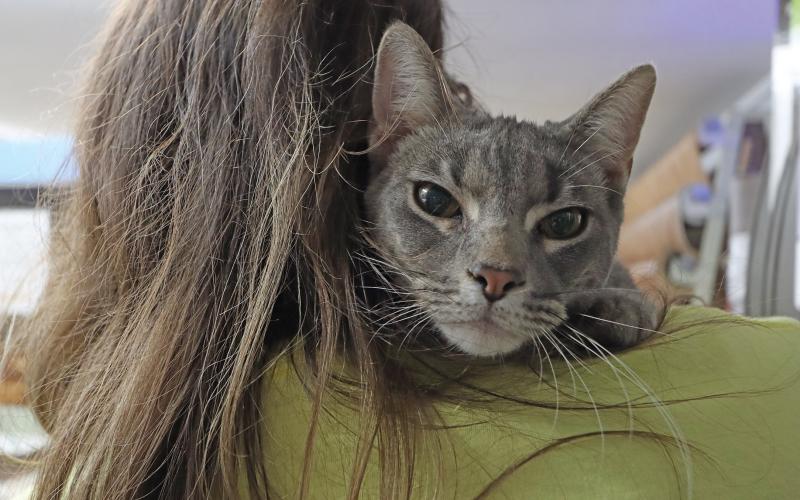 (THOMAS WALLNER | THE GRAHAM LEADER) A cat available for adoption at the Humane Society of Young County that was at the second annual Paw Event at Quality Carpets. The shelter is looking for support through adoptions, donations and spaying and neutering.