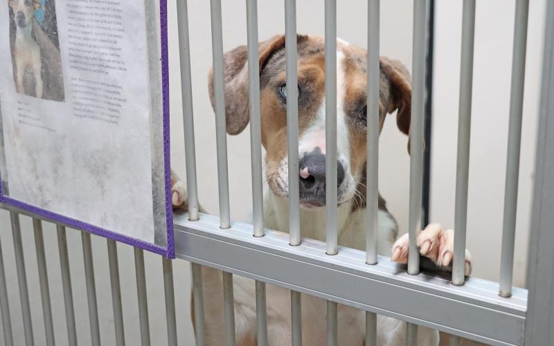 (ARCHIVE PHOTO | THE GRAHAM LEADER) A dog looks at visitors from behind a gate at the Humane Society of Young County. The city of Graham and Young County may be considering alternative options to house animals other than HSYC.