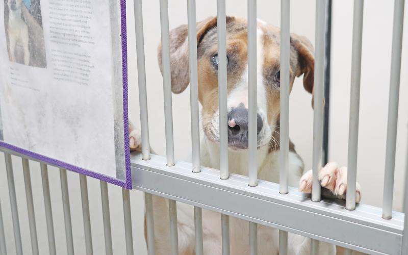 (ARCHIVE PHOTO | THE GRAHAM LEADER) Landry, a Catahoula Leopard Dog available for adoption at the Humane Society of Young County in 2023. As the winter season is in full swing, the organization is asking for assistance from the community in the form of supplies and monetary donations.