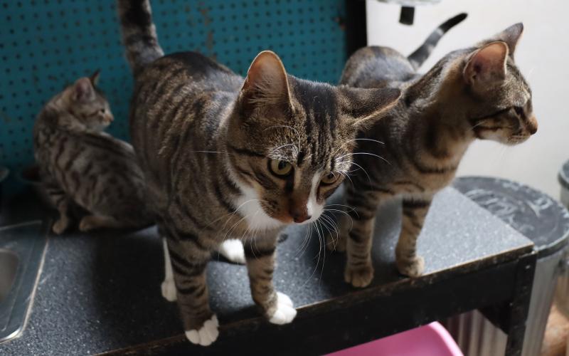 (ARCHIVE PHOTO | THE GRAHAM LEADER) Cats at the Humane Society of Young County in 2023. The shelter is currently over capacity with cats and dogs and is seeking support from the community.