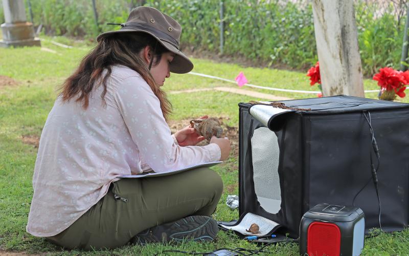 (THOMAS WALLNER | THE GRAHAM LEADER) Graduate student Alexia Calderon looks over an object Saturday, April 6 that was found on top of a grave during the Texas Tech University archaeological study at the Oak Grove Colored-William P. Johnston Memorial Cemetery. The box to the right of Calderon was used to take photos of the objects before they were placed back on the graves.