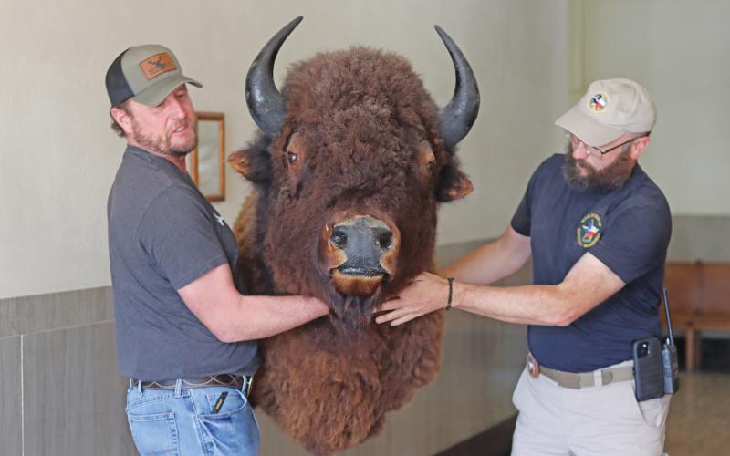 (THOMAS WALLNER | THE GRAHAM LEADER) Nathan Cook (left) and Jarod Cook remove the buffalo head from the Young County Courthouse to do restoration work. Nathan Cook, who owns Tagged Out Taxidermy in Graham, will be restoring the buffalo head his uncle worked on over 35 years ago.