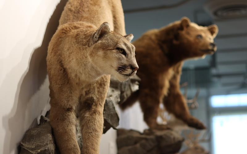 (THOMAS WALLNER | THE GRAHAM LEADER) A mountain lion and black bear on display as part of the Into the Wild Trophy Showcase at the Old Post Office Museum and Art Center. The exhibit will be at the center through February.