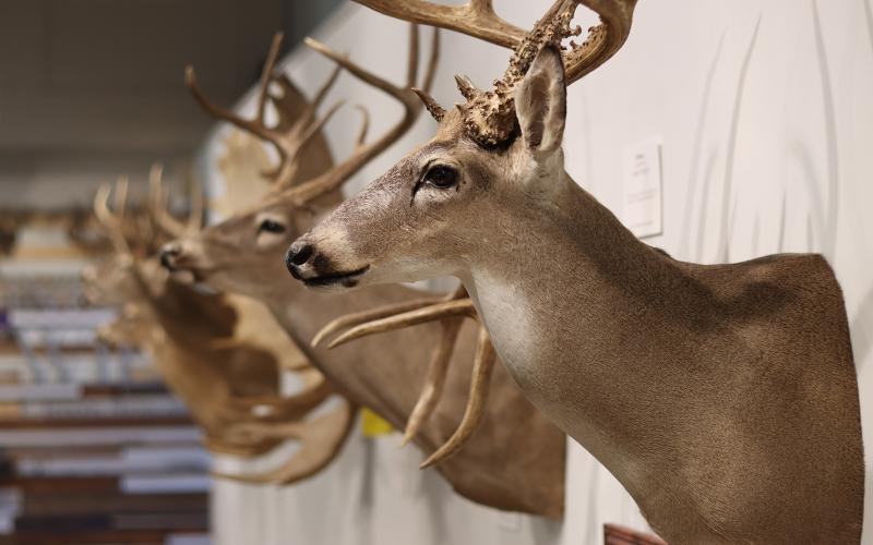 (THOMAS WALLNER | THE GRAHAM LEADER) Various deer trophies line the walls from local hunters as part of the Into the Wild Trophy Showcase on display at the Old Post Office Museum and Art Center through February. The exhibit has free admission at the center located on the Graham downtown square.