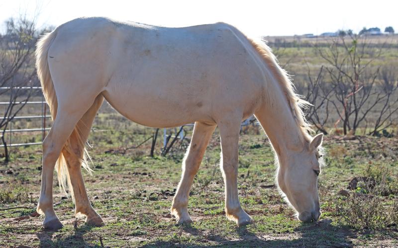 (THOMAS WALLNER | THE GRAHAM LEADER) A horse stops for some grass at the Red Orchard Animal Rescue Foundation in Loving. The organization is seeking the support of the community after a fire broke out Monday, Dec. 30 and destroyed supplies and more at the facility.