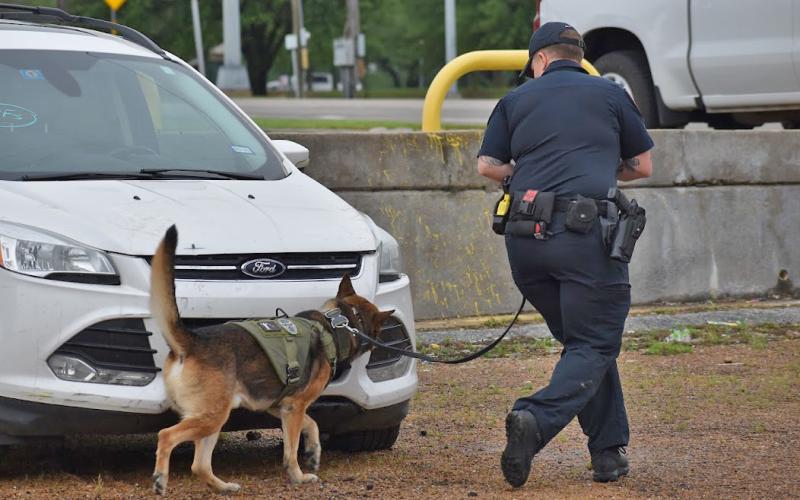 (HAILEY CALCOTE | CONTRIBUTED PHOTO) K-9 Sergeant Hailey Calcote and her partner Wolf search the outside of a vehicle. Calcote  and other volunteers are helping to organize the United States Police Canine Association (USPCA) Region 25 certification trials which will be held from April 7-9.