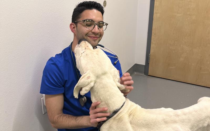 (CONTRIBUTED PHOTO | HSYC) Niko, a Dogo Aregentino, who was surrendered to the Humane Society of Young County last week and died Thursday, March 23 after an emergency surgery discovered his injuries were too severe to repair. 