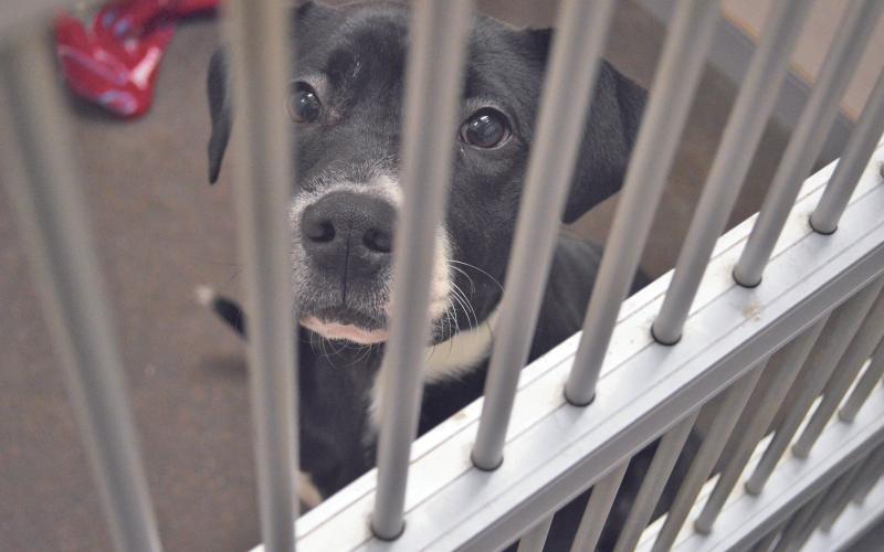(ARCHIVE PHOTO | THE GRAHAM LEADER) A dog stares from behind a kennel at the Humane Society of Young County. The city of Graham is looking to either renew its contract with HSYC for animal care services or look at alternative options during a special-called meeting set for Tuesday, Oct. 7.