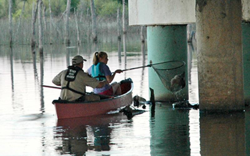 Hannah Isom scoops up an owlet with a dip net as her father, Game Warden Brent Isom, steadies the boat.