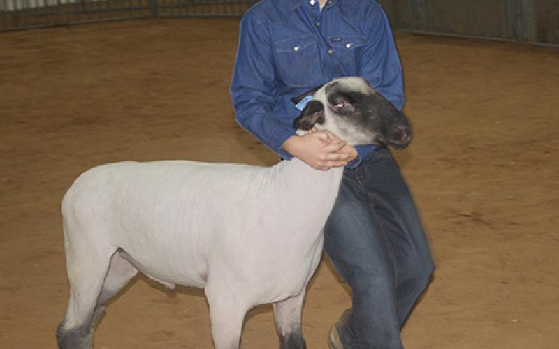 Lemuel Bell, of Lone Star 4-H, walks with his lamb while exhibiting at the Young County Junior Livestock Show Thursday evening at the Young County Arena. 
