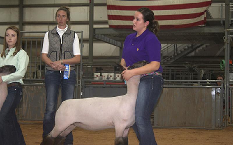 Brooke Riggins (far right), of Olney FFA, keeps her eyes on the judge while Young County Extension Agent Maranda Revell (center) waits to award Riggins with a first place ribbon for the lamb she exhibited in the class three lamb show at the Young County Junior Livestock Show Thursday evening at the Young County Arena. Riggins dominated in the lamb division, winning both Grand Champion and Reserve Champion before winning first place in the Senior Showmanship class.