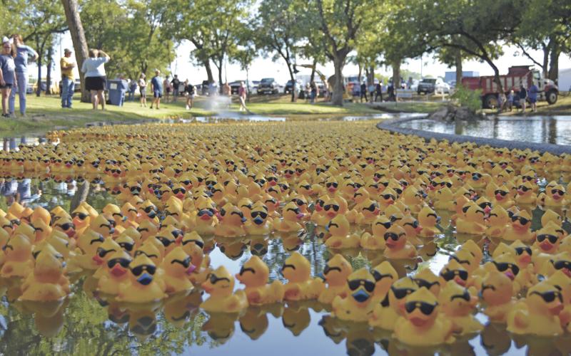 (THOMAS WALLNER | THE GRAHAM LEADER) Ducks move down the creek at Fireman’s Park and move toward their final destination into Salt Creek at the Rotary Club of Graham Duck Derby Saturday, Sept. 17.