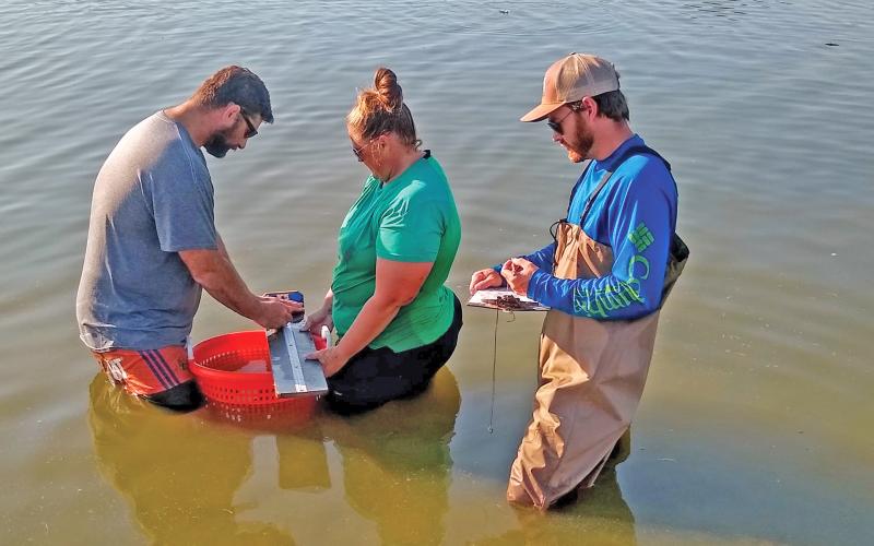 (CONTRIBUTED PHOTO | RYAN ROGERS) Employees of the Texas Parks and Wildlife Department Possum Kingdom Fish Hatchery take measurements of a fish in one of the 42 ponds at the facility. 