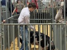 (GRAHAM FFA | CONTRIBUTED PHOTO) Drake Elliot, of Graham FFA, placed sixth in his Duroc class during Stars Gilts Show at the San Angelo Stock Show & Rodeo. Elliot was one of many Young County competitors with entries in the show that placed.