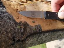 EAB exiting an ash tree. Adult EAB are dark emerald green, one-half inch long and one-eighth inch wide. (Texas A&M Forest Service/Submitted)