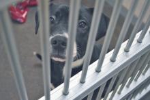 (ARCHIVE PHOTO | THE GRAHAM LEADER) A dog at the Humane Society of Young County, which partners with P.E.T.S. Clinic to offer low-cost dog and cat spay and neuter services. The state has provided funding for Texas Humane Heroes to provide those services as well for Young County and 38 other counties.