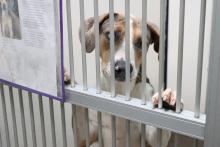 (THOMAS WALLNER | THE GRAHAM LEADER) Landry, a Catahoula Leopard dog availble for adoption at the Humane Society of Young County. The shelter’s capacity for dogs is 24 and it is currently housing 34 dogs. 