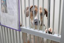 (ARCHIVE PHOTO | THE GRAHAM LEADER) A dog looks at visitors from behind a gate at the Humane Society of Young County. The city of Graham and Young County may be considering alternative options to house animals other than HSYC.
