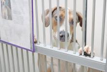 (ARCHIVE PHOTO | THE GRAHAM LEADER) Landry, a Catahoula Leopard Dog available for adoption at the Humane Society of Young County in 2023. As the winter season is in full swing, the organization is asking for assistance from the community in the form of supplies and monetary donations.