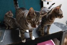 (ARCHIVE PHOTO | THE GRAHAM LEADER) Cats at the Humane Society of Young County in 2023. The shelter is currently over capacity with cats and dogs and is seeking support from the community.