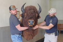 (THOMAS WALLNER | THE GRAHAM LEADER) Nathan Cook (left) and Jarod Cook remove the buffalo head from the Young County Courthouse to do restoration work. Nathan Cook, who owns Tagged Out Taxidermy in Graham, will be restoring the buffalo head his uncle worked on over 35 years ago.