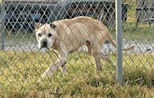 (CONTRIBUTED PHOTO) A dog that was seized Friday, Feb. 28 at the home of Michelle Clayton, 55, of Graham. The animal was taken to Burnham Veterinary Hospital in Graham where he is receiving treatment.