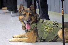 (THOMAS WALLNER | THE GRAHAM LEADER) THOMAS WALLNER | THE GRAHAM LEADER Graham Police Department K-9 Wolf sits during the Graham Lions Club meeting Wednesday, March 5 at North Central Texas College. Wolf is wearing a vest which was donated by the club last year.