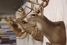 (THOMAS WALLNER | THE GRAHAM LEADER) Various deer trophies line the walls from local hunters as part of the Into the Wild Trophy Showcase on display at the Old Post Office Museum and Art Center through February. The exhibit has free admission at the center located on the Graham downtown square.