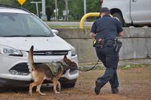 (HAILEY CALCOTE | CONTRIBUTED PHOTO) K-9 Sergeant Hailey Calcote and her partner Wolf search the outside of a vehicle. Calcote  and other volunteers are helping to organize the United States Police Canine Association (USPCA) Region 25 certification trials which will be held from April 7-9.