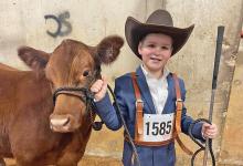 (GRAHAM FFA | CONTRIBUTED PHOTO) McCrae and Hadley Trammell, of Graham, won fifth place for the heifers in the Jr. Heifers - Red Angus competition at the Fort Worth Stock Show & Rodeo.
