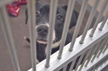 (ARCHIVE PHOTO | THE GRAHAM LEADER) A dog stares from behind a kennel at the Humane Society of Young County. The city of Graham is looking to either renew its contract with HSYC for animal care services or look at alternative options during a special-called meeting set for Tuesday, Oct. 7.
