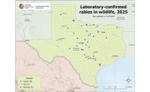 (DSHS | CONTRIBUTED PHOTO) The city of Graham’s animal control office has documented four cases of rabies from skunks within the city limits. Shown is a Texas Department of State Health Services map with laboratory confirmed cases of rabies in wildlife.