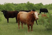 (THOMAS WALLNER | THE GRAHAM LEADER) A total of 43 head of cattle were allegedly stolen and sold by Will Tackett, 24, of Jacksboro, who was arrested following an investigation from local law enforcement and the Texas & Southwestern Cattle Raisers Association Special Rangers.