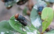 (USDA | CONTRIBUTED PHOTO) The New World Screwworm has broken through barriers and into Mexico, as livestock producers in the United States prepare for a potential outbreak in the country. An informational meeting will be held Monday, May 11.