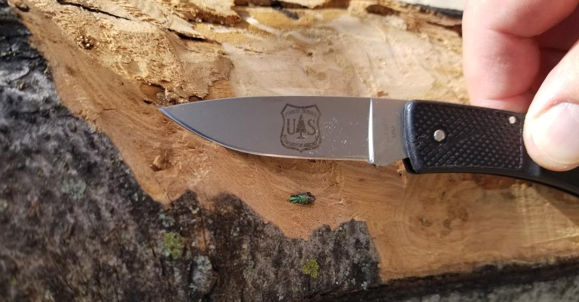 EAB exiting an ash tree. Adult EAB are dark emerald green, one-half inch long and one-eighth inch wide. (Texas A&M Forest Service/Submitted)